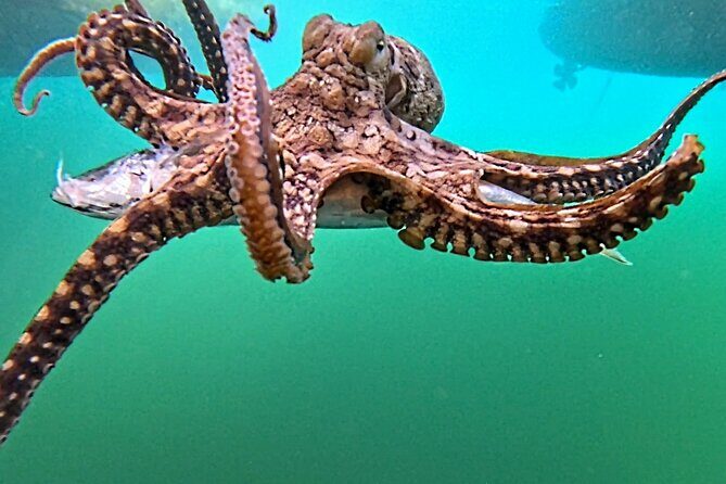 Reef Snorkel under the Captain Cook monument in Kealakekua Bay - The Value of This Snorkel Tour  