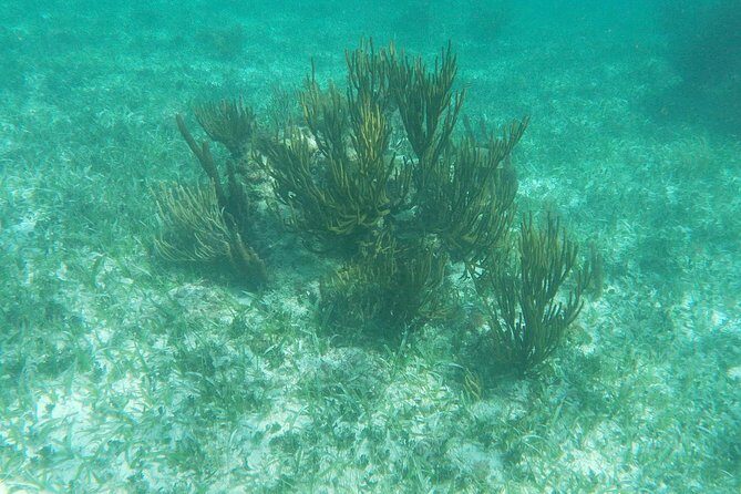 Reef Snorkel, underwater adventure in Puerto Morelos With Transportation & Lunch - Why This Tour Offers Real Value