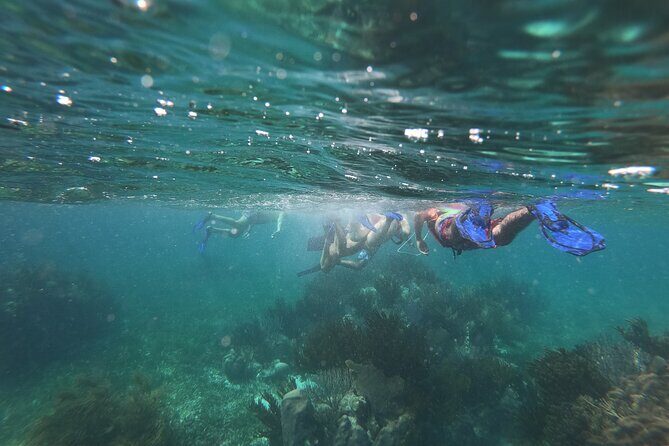 Reef Snorkel, underwater adventure in Puerto Morelos With Transportation & Lunch - Who Should Book This Tour?