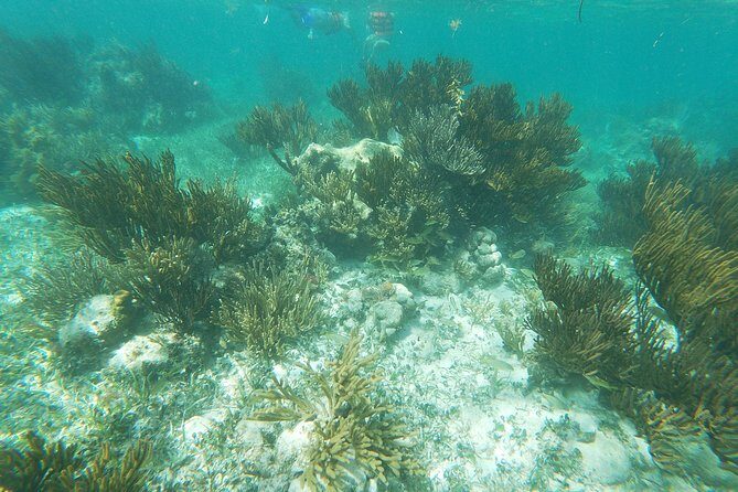 Reef Snorkel, underwater adventure in Puerto Morelos With Transportation & Lunch - Frequently Asked Questions