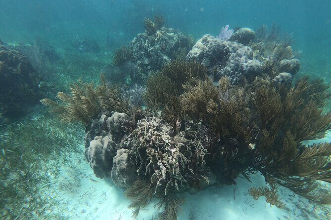 Reef Snorkel, underwater adventure in Puerto Morelos With Transportation & Lunch - Final Thoughts