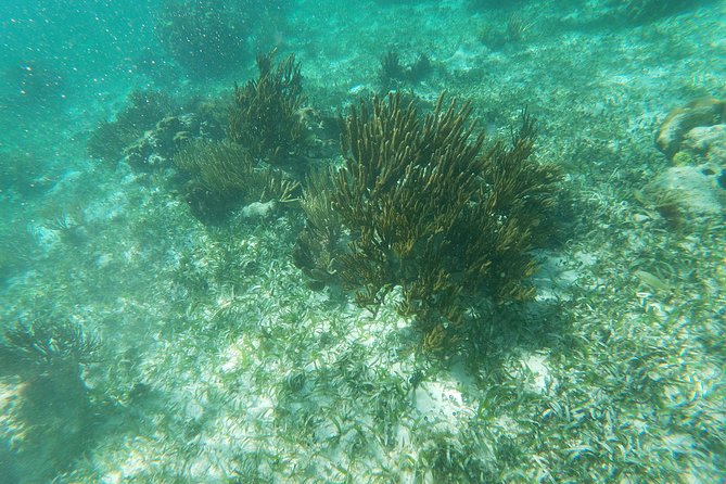 Reef Snorkeling With ATV, Zipline, Cenote That Includes Lunch and Transportation - Lunch Included
