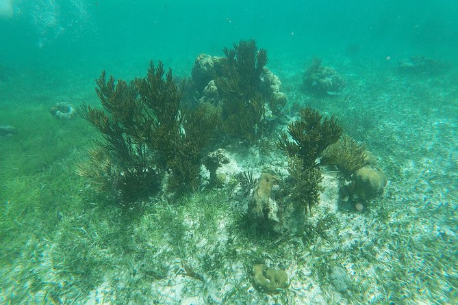 Reef Snorkeling With ATV, Zipline, Cenote That Includes Lunch and Transportation - Maximum Number of Travelers