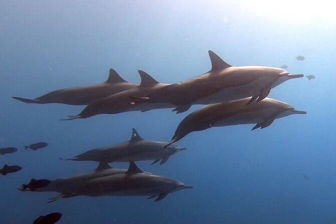 Refresher Scuba Dive - Good To Know