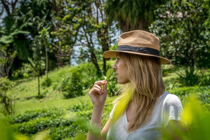 Refreshing Gastro Tour With Tea Tasting and Lunch - Cancellation Policy
