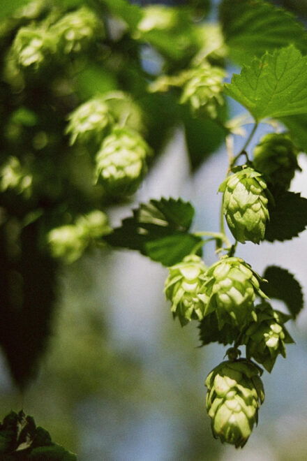 Regensburg: Holledau Scenic Drive and Hop Fields - Scenic Highlights