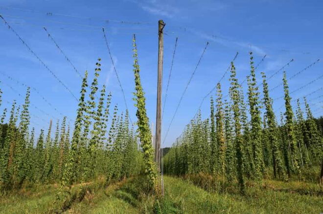 Regensburg: Holledau Scenic Drive and Hop Fields - Hop Fields Exploration