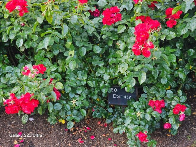 Regents Park Walk by Sams Walks - Recreational Offerings