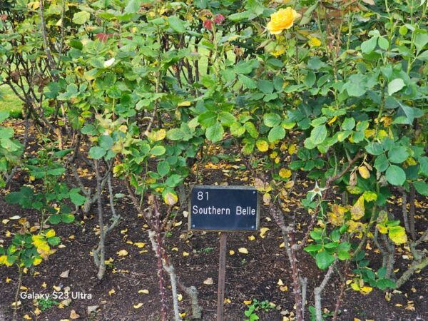 Regents Park Walk by Sams Walks - Boating and Wildlife