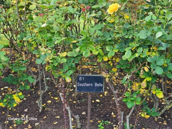 Regents Park Walk by Sams Walks - Sports Facilities