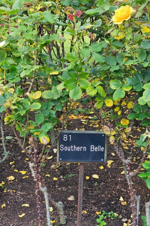 Regents Park Walk by Sams Walks - Visitor Information