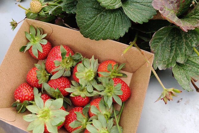 Regional Producers Food Tour - Culinary Experiences
