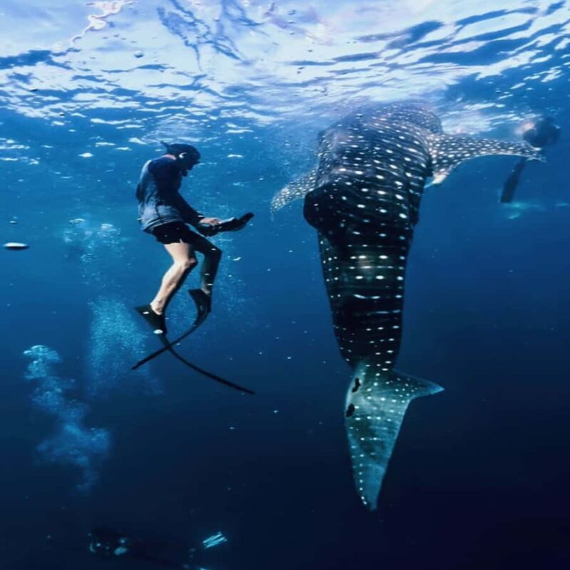 Regular Daily Sumbawa Whale Sharks One Day Tour - Who Should Consider This Tour?  