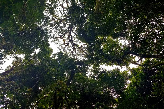 Regular Guided Tour Monteverde Reserve - Meeting Point and Start Time