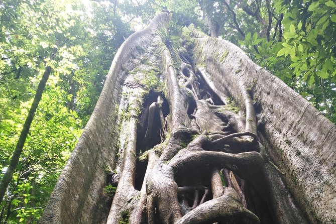Regular Guided Tour Monteverde Reserve - Reviews and Booking Options