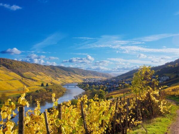Reil, Mosel: Guided Organic Wine Tasting and Cellar Tour - Accessibility Features