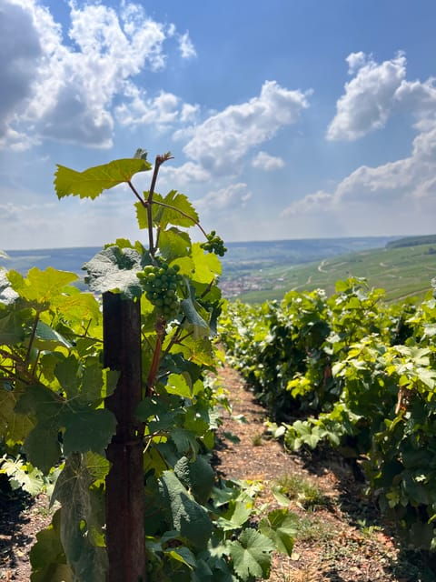 Reims/Epernay: Champagne Day Tour With Tastings - Itinerary Highlights