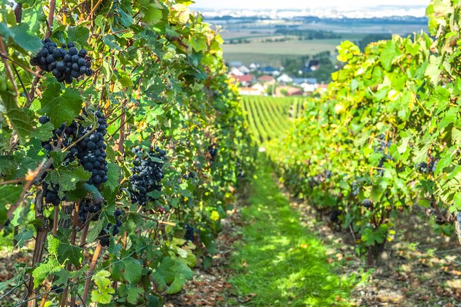 Reims or Epernay Region: Full Day Private Tour - Cancellation Policy