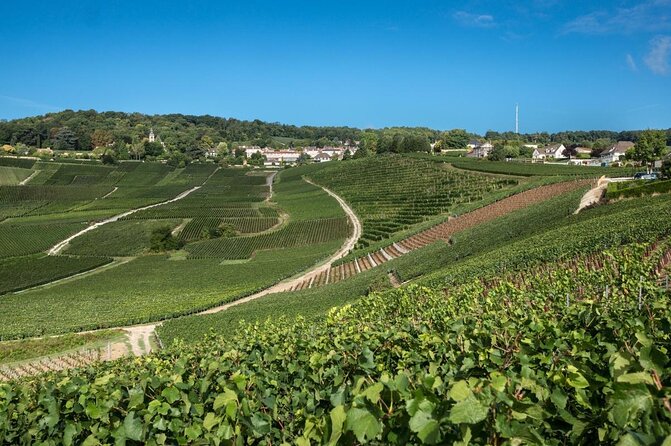 Reims Small-Group Champagne and Vineyard Tour, Wine Tasting  - Cancel 24H Prior & Full Refund - Additional Information