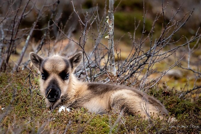 REINDEER CALVING DAY TRIP - a Once in a Life Time Experience in Karasjok - Meeting and Pickup