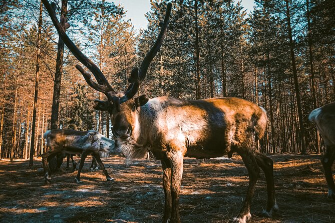 Reindeer Farm Summer Experience - Cancellation Policy