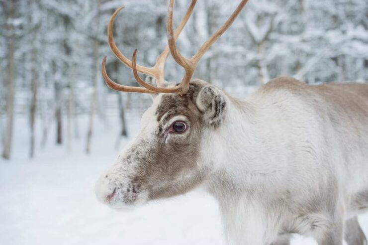 Reindeer Farm Visit With Sleigh Ride - Transportation and Meeting Point