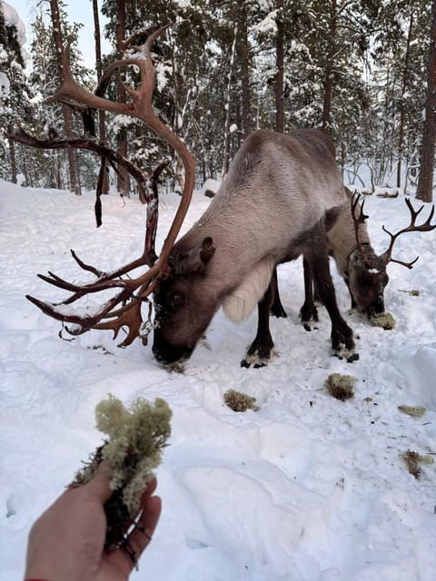 Reindeer feeding in Inari - Good To Know