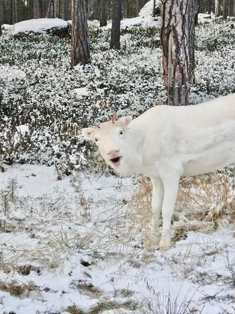 Reindeer feeding in Inari - The Full Experience Breakdown