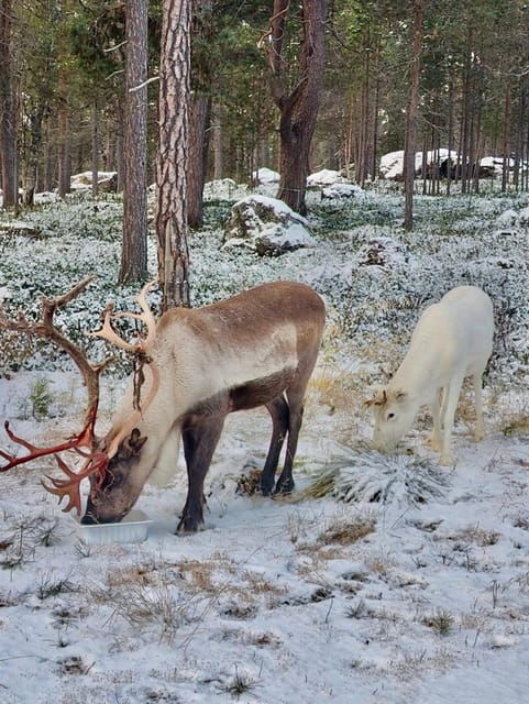 Reindeer feeding in Inari - The Sum Up