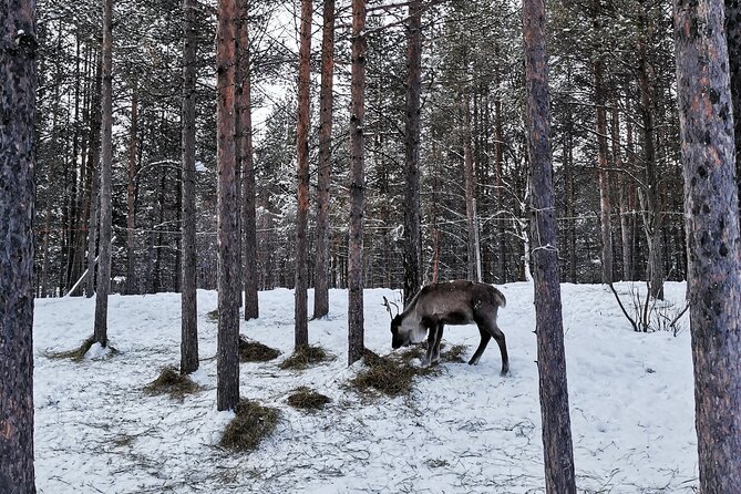 REINDEER FEEDING - Join Us for a Unique Moment With Our REINDEER - What Is Reindeer Feeding?