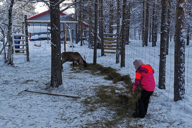 REINDEER FEEDING - Join Us for a Unique Moment With Our REINDEER - The Fascinating World of Reindeer