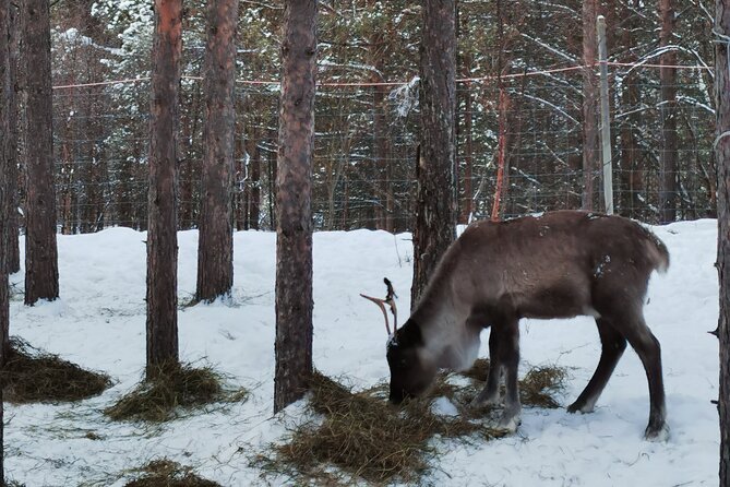REINDEER FEEDING - Join Us for a Unique Moment With Our REINDEER - The Best Time to Feed Reindeer