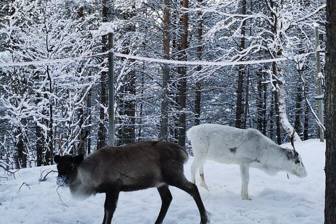 REINDEER FEEDING - Join Us for a Unique Moment With Our REINDEER - What to Expect During the Feeding Experience