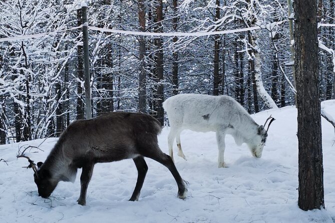 REINDEER FEEDING - Join Us for a Unique Moment With Our REINDEER - Other Activities to Enjoy With Our Reindeer