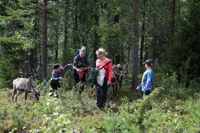Reindeer Hike in Kuusamo nature - Why We Love This Experience