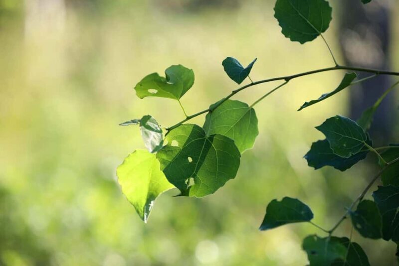 Reindeer Hike in Kuusamo nature - The Sum Up: Is the Reindeer Hike in Kuusamo Worth It?