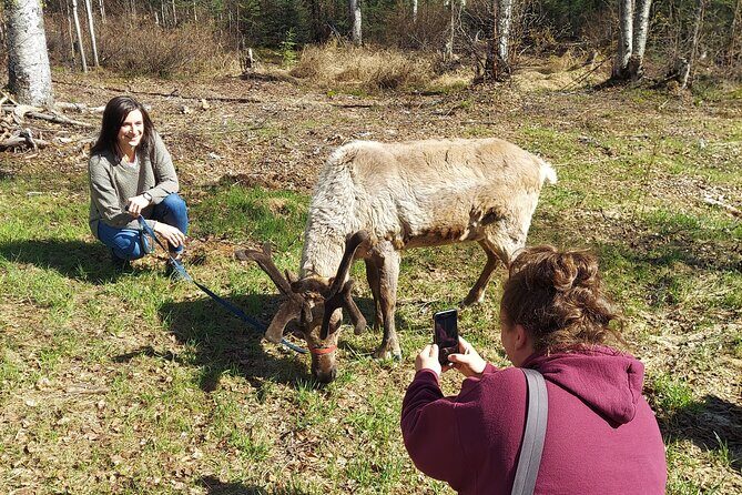 Reindeer Meet and Feed - Talkeetna - FAQ