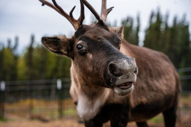 Reindeer Meet and Greet - Good To Know