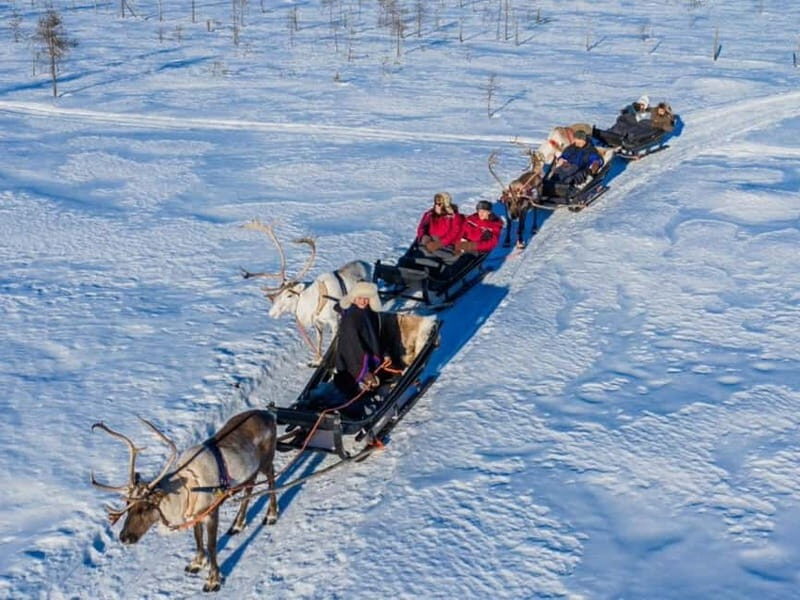 Reindeer Safari at a 200-Year-Old Farm & Long Sled Ride - Final Thoughts: Is It Worth It?