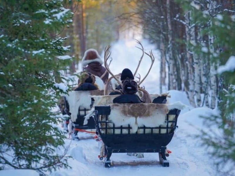 Reindeer Safari at a 200-Year-Old Farm & Long Sled Ride - Good To Know