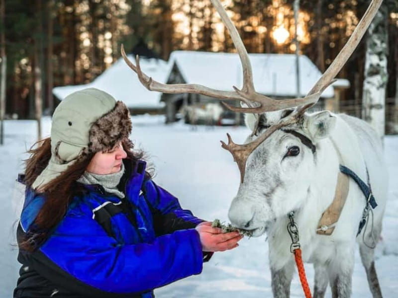 Reindeer Safari at a 200-Year-Old Farm & Long Sled Ride - An In-Depth Look at the Reindeer Safari Experience