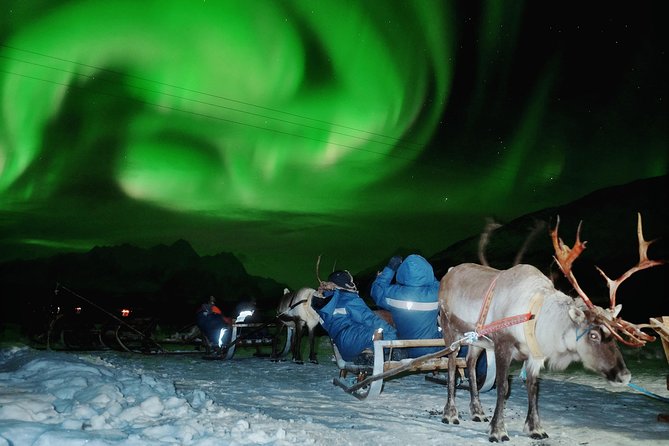 Reindeer Sledding and Feeding With Chance of Northern Lights Tromso - Additional Information and Cancellation Policy