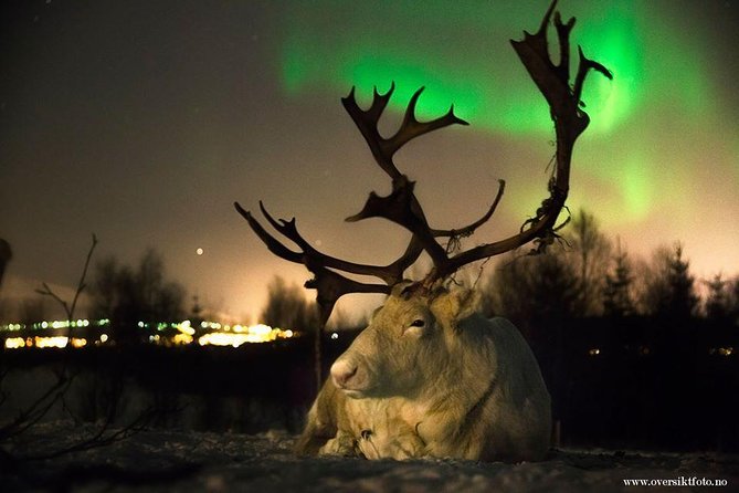 Reindeer Sledding and Feeding With Chance of Northern Lights Tromso - Negative Experiences