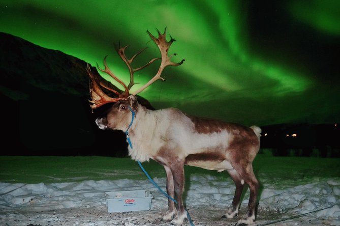 Reindeer Sledding and Feeding With Chance of Northern Lights Tromso - Sami Culture, Guides, Weather, and Nature