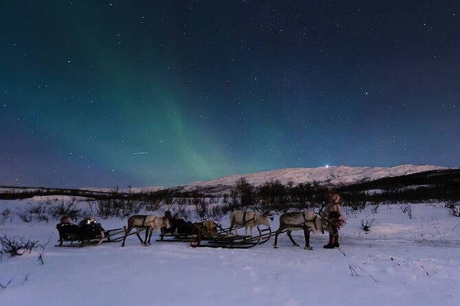 Reindeer Sledding and Feeding With Chance of Northern Lights Tromso - The Sum Up