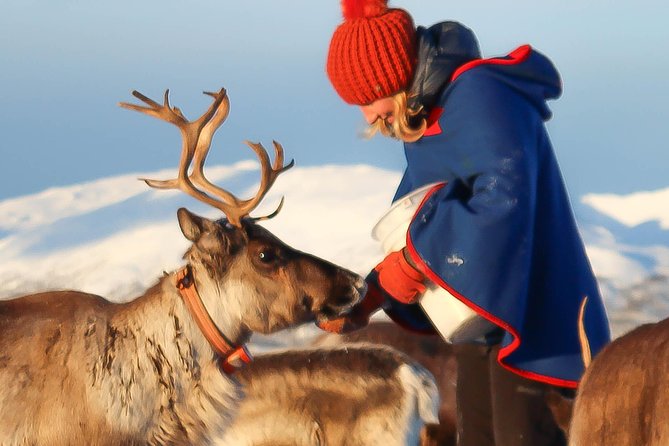 Reindeer Sledding Experience and Sami Culture Tour From Tromso - Traveler Photos and Reviews