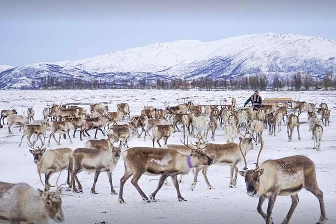 Reindeer Sledding Experience and Sami Culture Tour From Tromso - Learning About Sami Culture and Overall Positive Experience