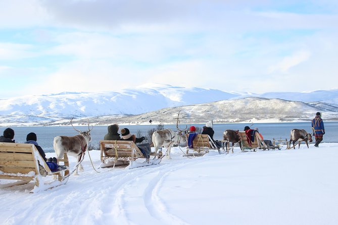 Reindeer Sledding Experience and Sami Culture Tour From Tromso - The Sum Up