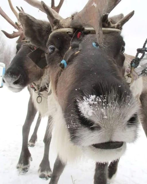 Reindeer Sledding Tour and Visit to the Husky Kennel - Good To Know