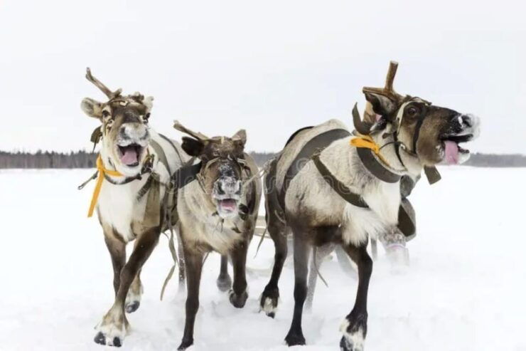 Reindeer Sledding Tour and Visit to the Husky Kennel - Itinerary and Highlights